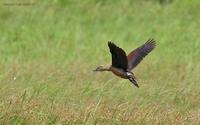 lesser-whistling-duck