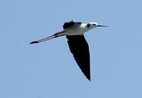 Black-winged Stilt