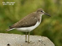 깝짝도요(Tringa hypoleucos)  (Common Sandpiper)