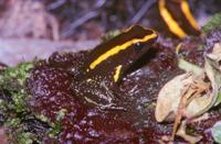 : Phyllobates aurotaenia; K