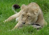 Photo of an Asiatic Lion Panthera leo persica