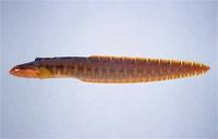 Pholis nebulosa