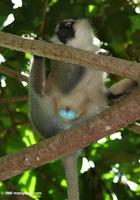 Adult male vervet monkey (Cercopithecus aethiops) in a tree