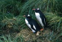 Gentoo Penguins, Pygoscelis papua, Macquarie Island 1965 Photo © Barrie Jamieson