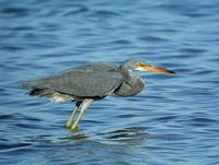 Aigrette des récifs (Egretta gularis)