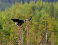 White-tailed Eagle (Haliaeetus albicilla)