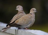 Collared Dove (Streptopelia decaocto)