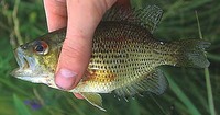 Rock Bass Ambloplites rupestris