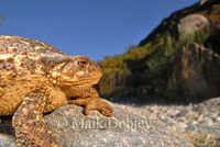 : Bufo bufo spinolosus; Mediterranean Toad