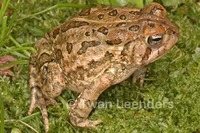 : Bufo fowleri; Fowler's Toad