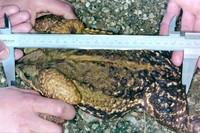 : Bufo ictericus