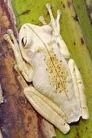 : Hypsiboas faber