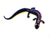 : Pseudoeurycea bellii; Bell's False Brook Salamander