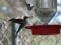 : Amazilia violiceps; Violet-crowned Hummingbird