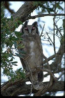 : Bubo lacteus; Verreaux Eagle Owl