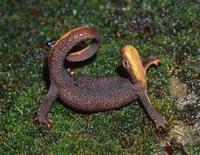 : Taricha granulosa; Rough-skinned Newt