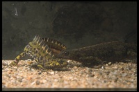 : Triturus marmoratus marmoratus; Marbeled Newt