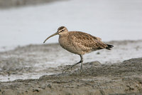 : Numenius phaeopus; Whimbrel