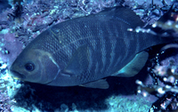 : Embiotoca jacksoni; Black Surfperch