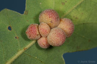 : Andricus brunneus; Clustered Gall Wasp;