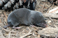 : Blarina brevicauda; Northern Short-tailed Shrew