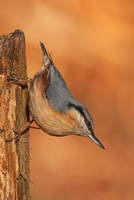 : Sitta europaea; Nuthatch