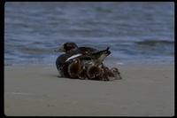 : Tachyeres brachypterus; Falkland Steamerduck