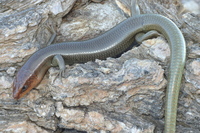 : Plestiodon gilberti; Gilbert's Skink