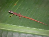 : Prionodactylus oshaughnessyi; White Striped Eye Lizard