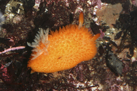 : Acanthodoris lutea; Yellow Dorid