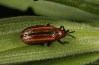 : Microrhopala vittata; Goldenrod Leaf Miner