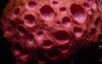 : Cinachyra sp.; Sponge