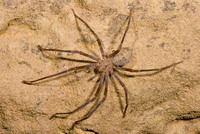 : Spelungula cavernicola; Nelson Cave Spider