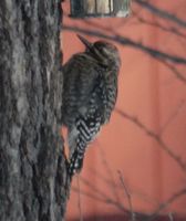 ...Immature Sapsucker in Grand Forks, ND - Pat & Russ Wilber's backyard.  Chestnut St and 24th Ave 