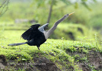 Photo of anhinga americká Anhinga anhinga Aninga