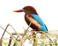 White-throated Kingfisher