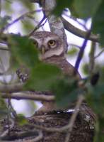 Spotted Owlet (Athene brama) 2004. december 20. Dibru-Saikhowa Wildlife Sanctuary