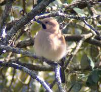 Jay (Garrulus glandarius) 2005. január 15. Mangoli Valley