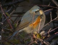 Red-flanked Bluetail, Ikh Nart, Oct 2005.