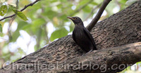 Chinese Blackbird Turdus (merula) mandarinus