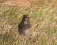 Black-throated Thrush - Tony Mainwood