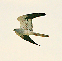 Montagu's Harrier