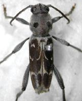 Xylotrechus smei