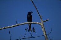 Kuifdrongo (Dicrurus forficatus) 42K