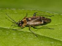 Harpocera thoracica