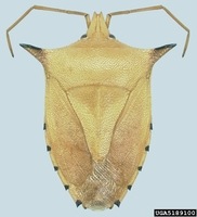 Biprorulus bibax - Spined Citrus Bug