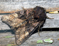 Euplexia lucipara - Small Angle Shades