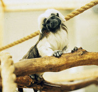 Cotton-top tamarin (Saguinus oedipus)