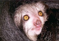 photograph of an aye-aye Daubentonia madagascariensis