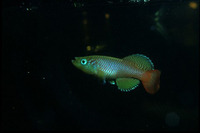 Nothobranchius melanospilus, Blackspotted nothobranch: aquarium